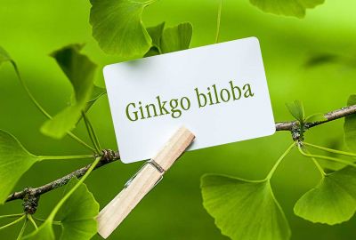 Ginkgo biloba extract- Giải pháp cho chứng suy giảm trí nhớ